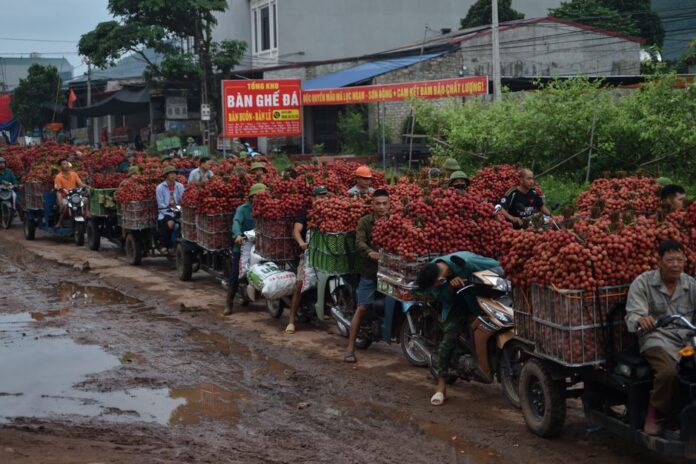 Blockchain-basierte Lychee aus Bac Ninh